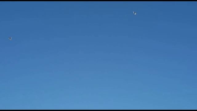 Полёт бойных голубей лёт и игра. Двухчубые голуби. Tauben. Pigeons. Palomas. Pombos. کبوترها الحمام