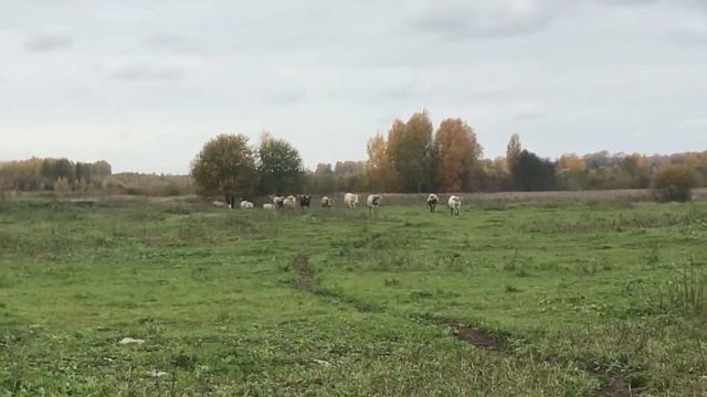Пойдет ли стадо коров на зов хозяйки смотреть онлайн