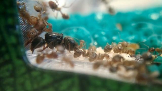 Жизнь муравьев Messor Structor и Messor Barbarus.