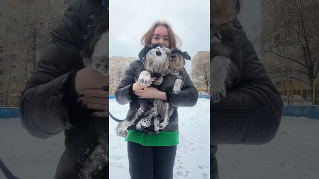 Мои друзья #собакадругчеловека #собаки #собака #цвергшнауцер #цверги #питомцы #милыепитомцы #песик смотреть онлайн