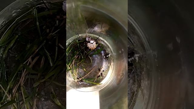 Ядовитый паук смотреть онлайн