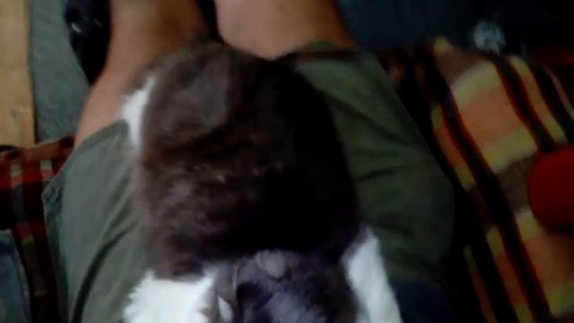 Котик Василий пригрелся смотреть онлайн
