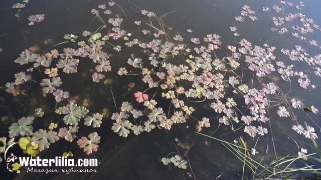 Как называется водное растение в пруду растущее с глубинны около 30 см смотреть онлайн