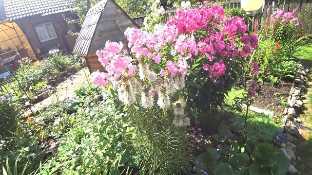 ЛИАТРИС КОЛОСКОВЫЙ. ОСОБЕННОСТИ ВЫРАЩИВАНИЯ