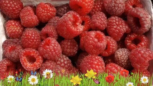 Малина традиционная Метеор ? Обзор: посадка и уход. крупномеры малины Метеор: описание и особенност смотреть онлайн