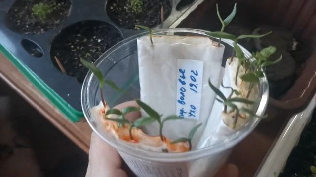 Рассада в начале марта 2022 г ? смотреть онлайн