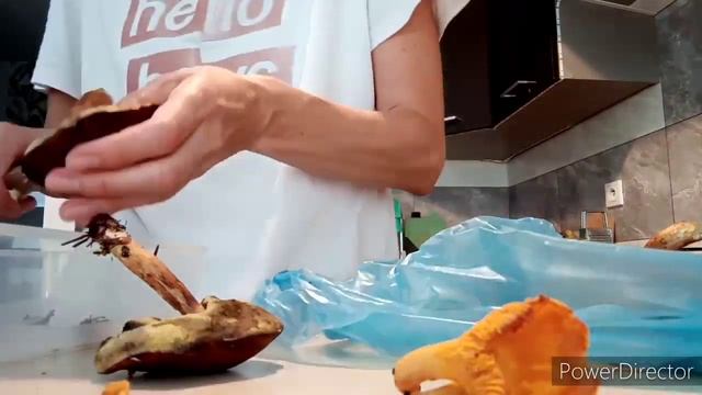 Польша.В лесу нашли странный гриб. смотреть онлайн