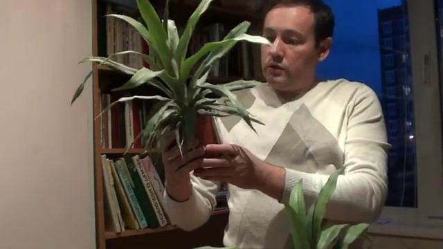 Ананас - полгода после укоренения смотреть онлайн