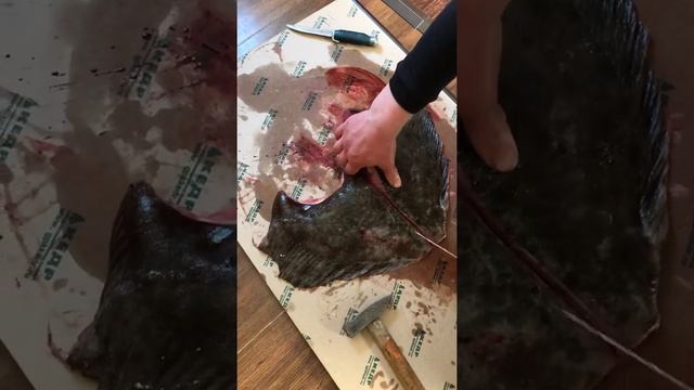 Камбала Черноморская Калкан. Разделка Камбалы Калкан на стейки ! смотреть онлайн