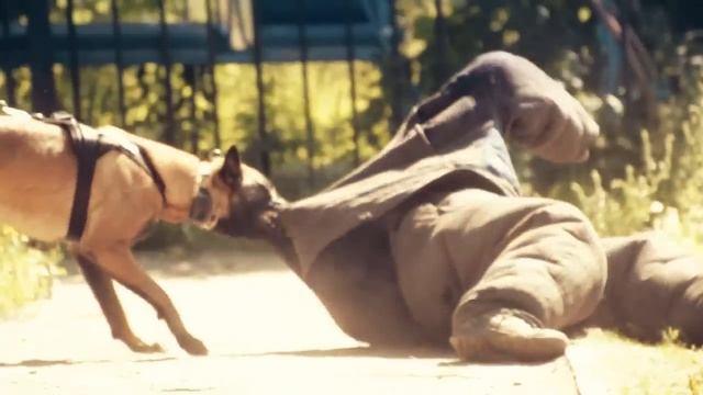 бельгийские овчарки -  Малинуа / Belgian Shepherd - Malinois