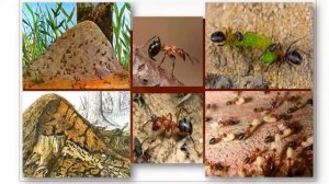 Тема 5. Тема Животные — часть живой природы. Жизнь животных осенью