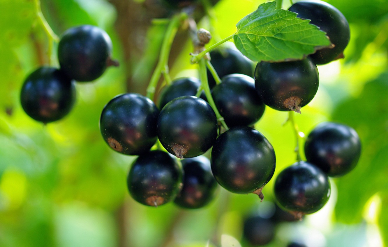 ЧЕМ И КАК ОБРАБОТАТЬ СМОРОДИНУ ОТ ВРЕДИТЕЛЕЙ ПЕРЕД ЦВЕТЕНИЕМ,ЧТОБЫ НЕ ПОТЕРЯТЬ УРОЖАЙ. смотреть онлайн