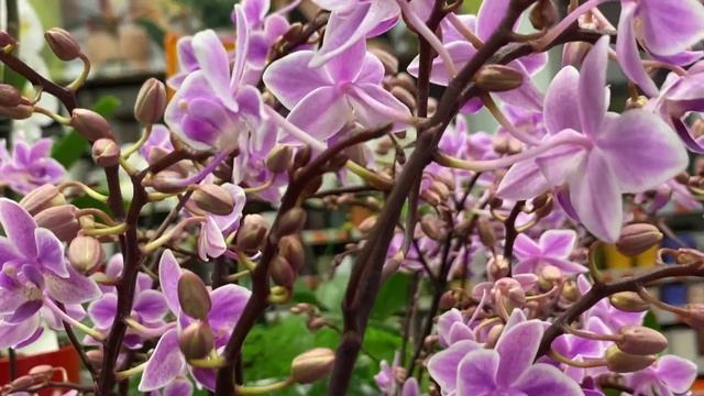 Праздничное поступление орхидей в Оби. Эквестрис, Бронзовый Будда, Роттердам, редчайший цимбидиум . смотреть онлайн