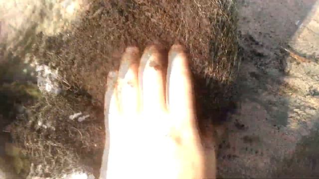 харвест, прогулка, обзор корневой из 5 л. горшка \ opium 91 день смотреть онлайн