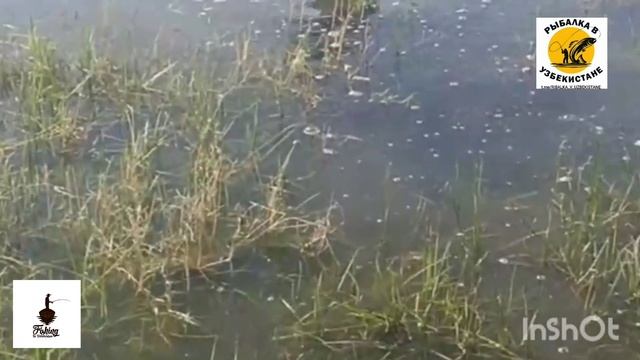 ЗМЕЙ ГОЛОВА ОЧЕНЬ КРУПНЫЙ КАК #АНАКОНДА смотреть онлайн