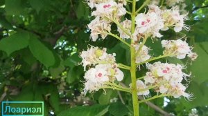 Каштан конский - описание, применение, лечебные свойства растения. Видеоблог Лоариэл