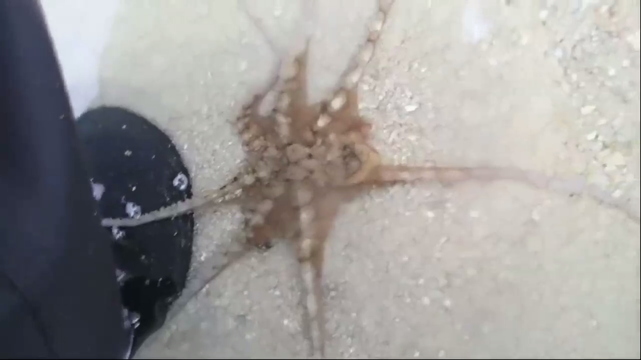 Осьминог поблагодарил человека смотреть онлайн