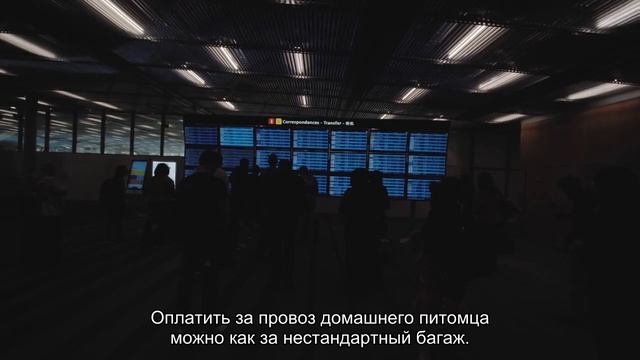 Размер и вес ручной клади авиакомпания Red Wings: требования и нормы