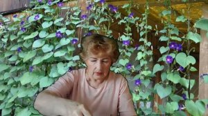 Ипомея, вьющаяся лиана .Как посадить ипомею?