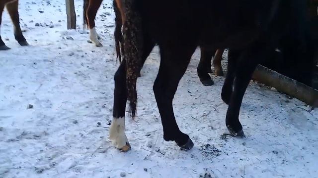 ЛОШАДИ В 30градусов МАРОЗА,ЧУВСТВУЮТ СЕБЯ ОТЛИЧНО-СИБИРЬ! смотреть онлайн