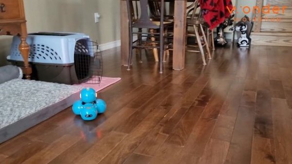 Dash Robot Wonder Workshop