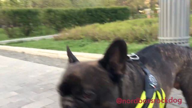 Skateboarding French Bulldog Nord Boss l superskills смотреть онлайн