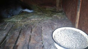 Покрытие самки фландр новым самцом. Случка бельгийских великанов.