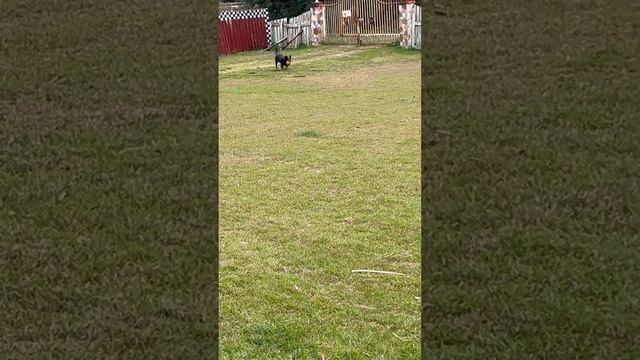 Unleashing Happiness: Harley's Playtime #servicedog#heeler#ballgame смотреть онлайн