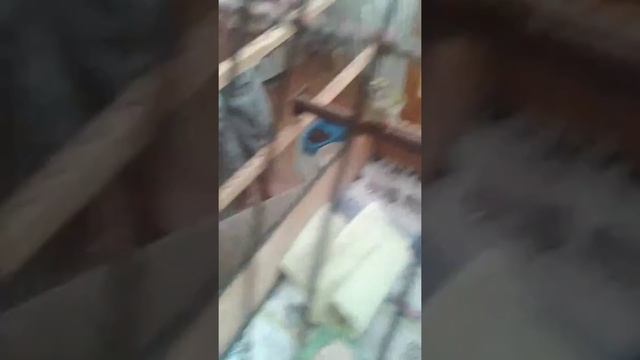 Желтоголо́вый королёк Hippiäinen смотреть онлайн