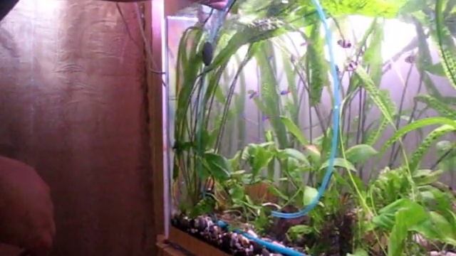 Распылитель для аквариума, выбор, подключение, установка. смотреть онлайн