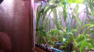 Распылитель для аквариума, выбор, подключение, установка.