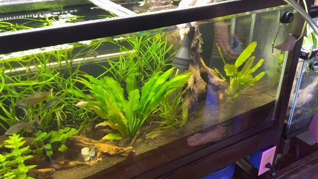 How to CLEAN a Sand Aquarium смотреть онлайн