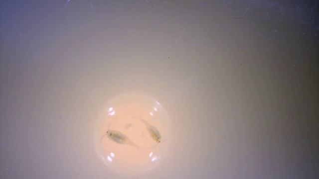 Веслоногие рачки (Copepoda). ч. 1 смотреть онлайн