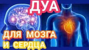 ДУА ДЛЯ МОЗГА И СЕРДЦА