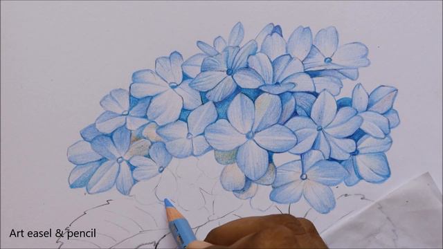 Hydrangea Flowers Drawing in Color Pencils | Blue Flower Drawing | Color Pencil Drawing смотреть онлайн