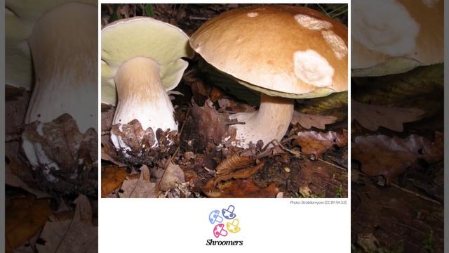 Penny bun (Boletus edulis) | Practical Mushroom Profile | Shroomers смотреть онлайн