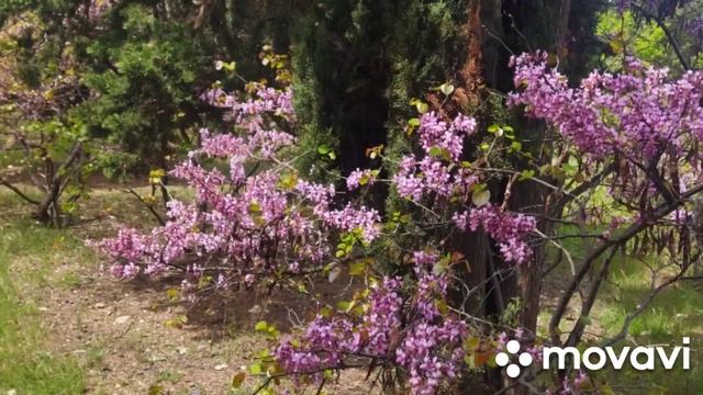 Цветение адамового дерева в Крым смотреть онлайн