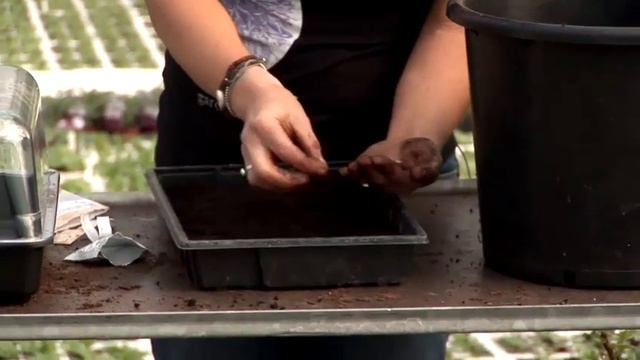 How To Plant Jalapenos смотреть онлайн