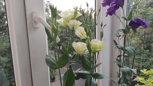 Эустома. Цветение эустомы, выращенной из семян, в горшках на балконе. Август 2023