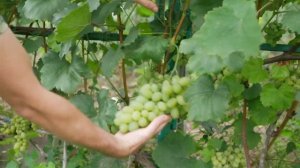 Сорт винограда Лора. ? Описание сорта винограда Лора.