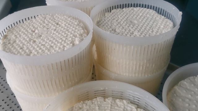 Сыр с белой плесенью "Бривьен" по авторской рецептуре / Сыр в домашних условиях смотреть онлайн