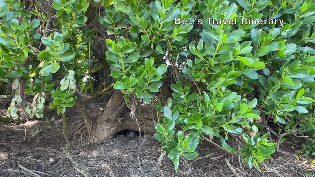 Launceston Day Trip / Tasmania / Australia / Launceston Road Trip смотреть онлайн