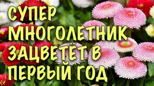 Сам РАСТЁТ И ЦВЕТЁТ! СУПЕР МНОГОЛЕТНИК для ПЕРЕДНЕГО ПЛАНА. Как ВЫРАСТИТЬ МАРГАРИТКУ из СЕМЯН
