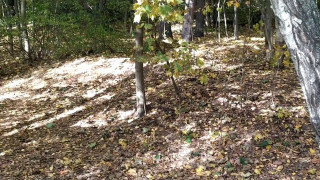 Белка прячет орешки на зиму. смотреть онлайн