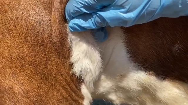 Регистрация и сбор анамнеза. Общие исследования. Агеева С-ВТ-303 смотреть онлайн