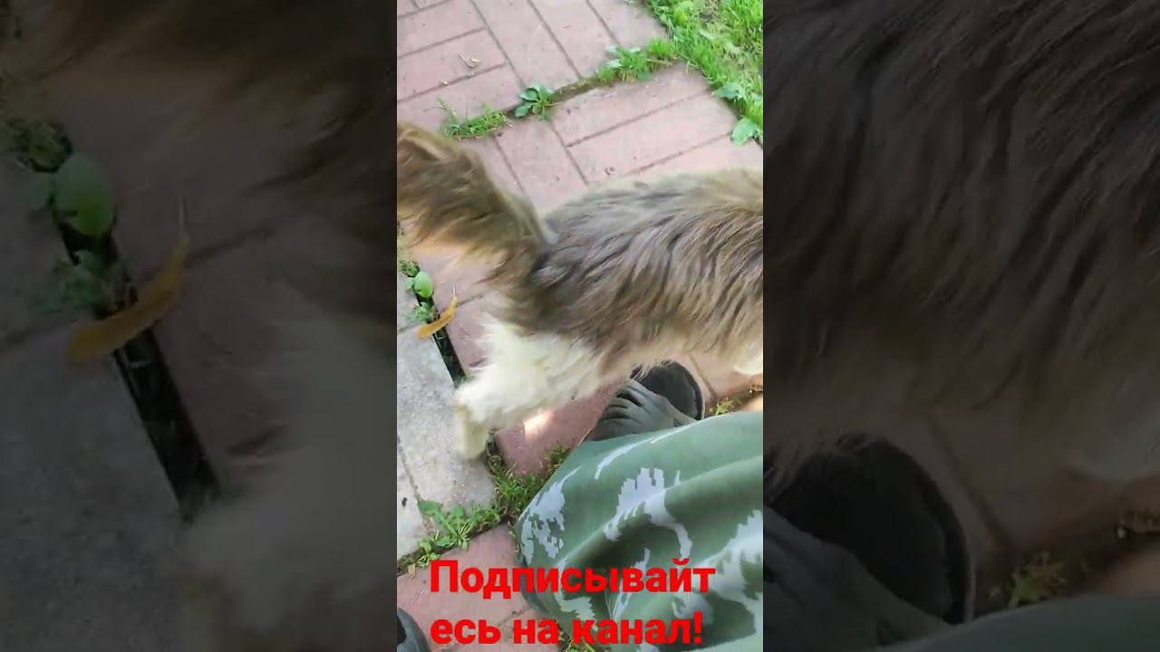 кот и ласка! смотреть онлайн