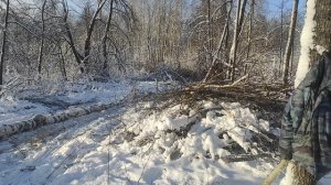 Таскаем лес на Т 25.