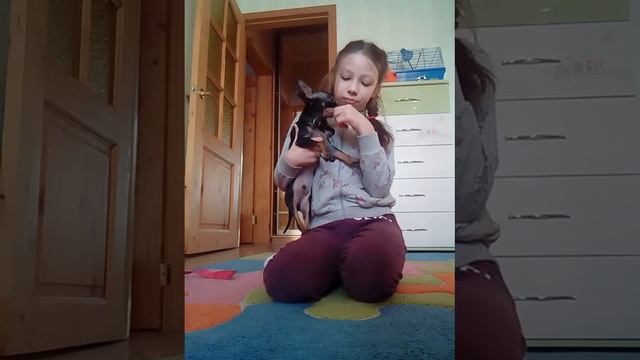 Как научить собаку команде сидеть. смотреть онлайн