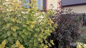 ПУЗЫРЕПЛОДНИК ЛЮТЕУС?обсуждаем его