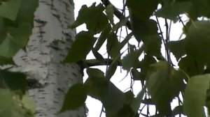 Познаем мир:береза